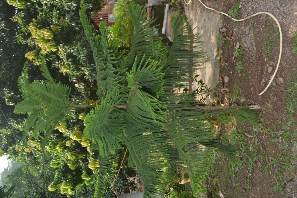 Mount Valley Mama Cottage Rishikesh Exterior photo